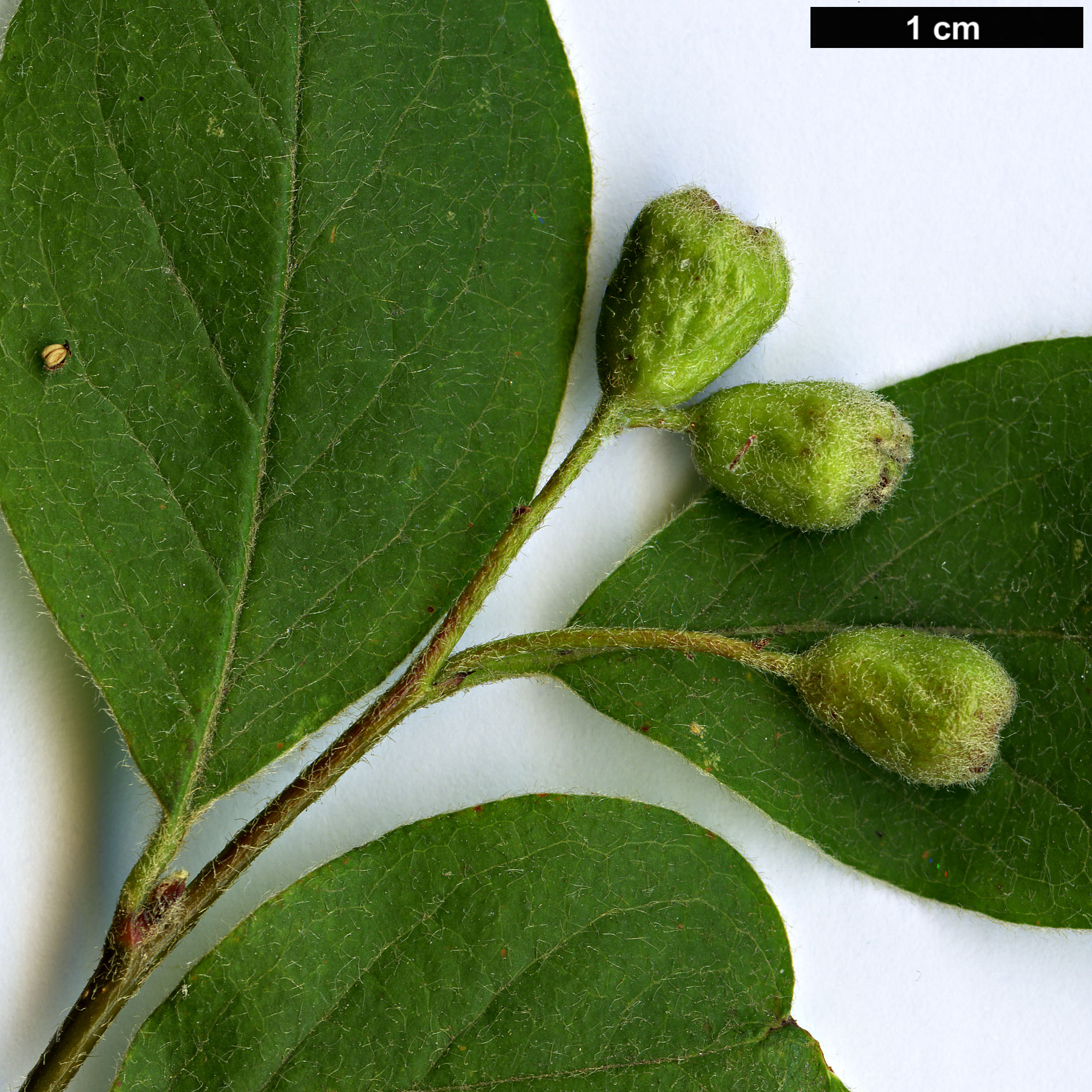 High resolution image: Family: Rosaceae - Genus: Cotoneaster - Taxon: tebbutus